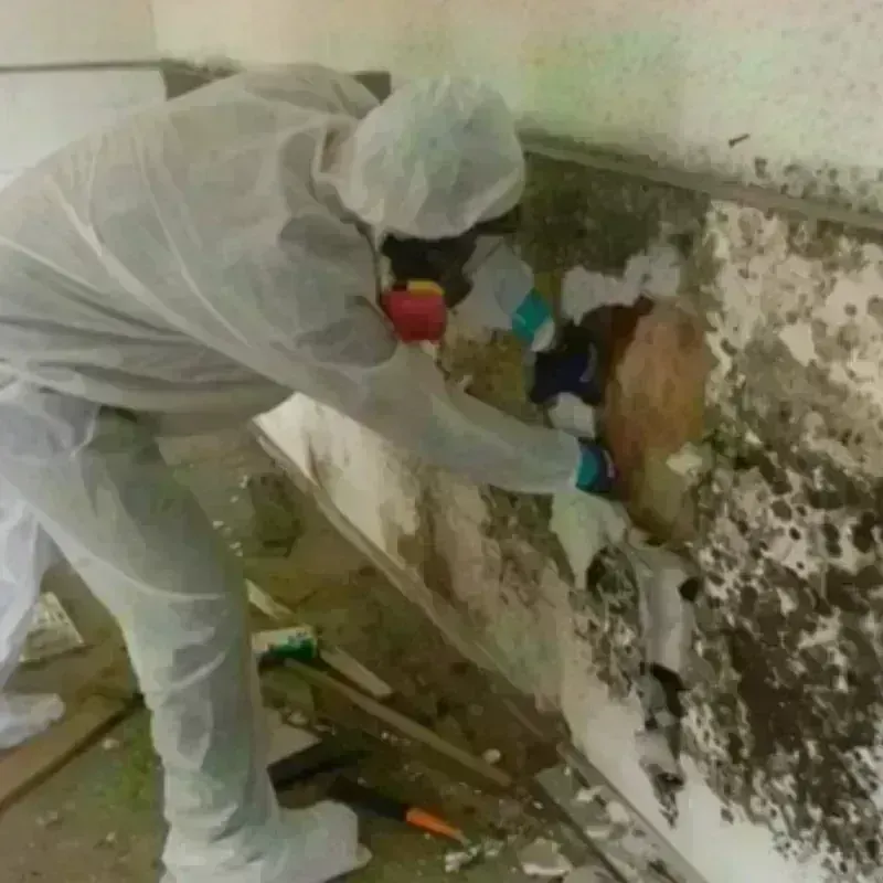 Mold Remediation and Removal in Fountain Inn, SC